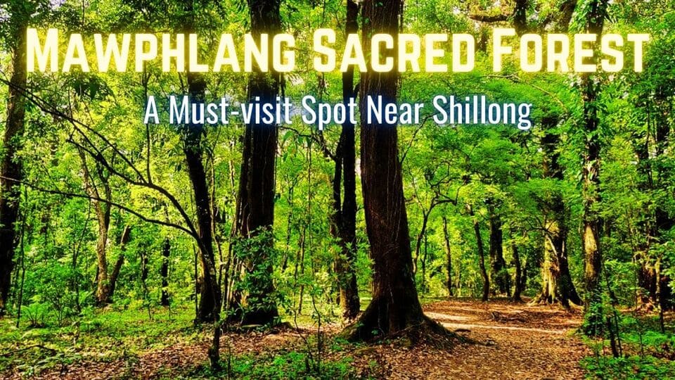 You are currently viewing Mawphlang Sacred Forest: A must-visit place in Meghalaya