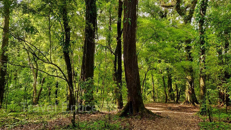 Inside Mawphlang Sacred forest