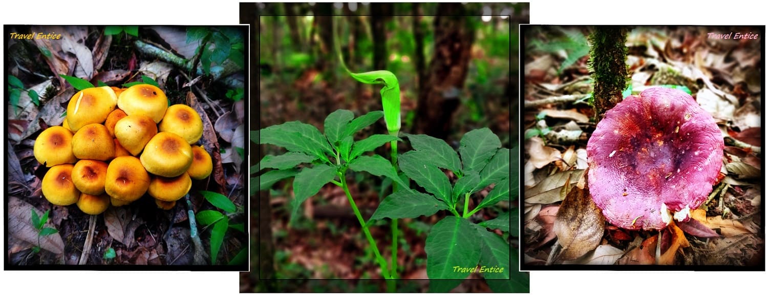 plants inside Mawphlang sacred forest