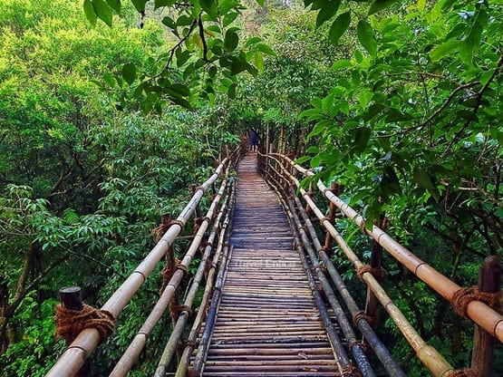 Garden of Caves - Banboo Bridge