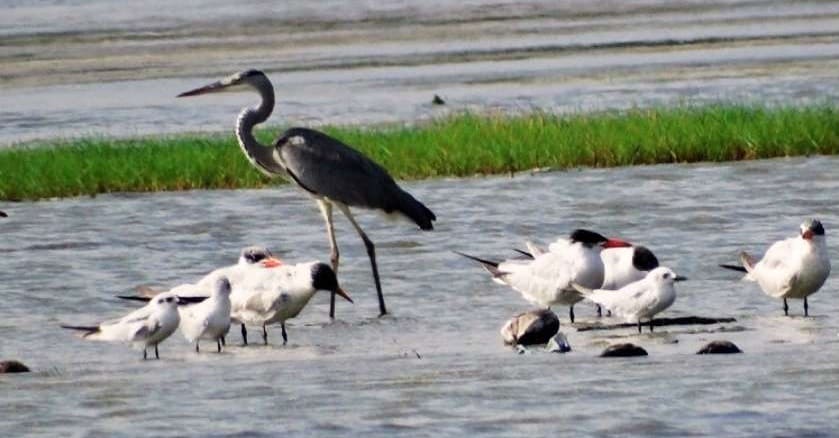 Visiting Ousteri Lake is one of the top 19 things to do in Pondicherry.