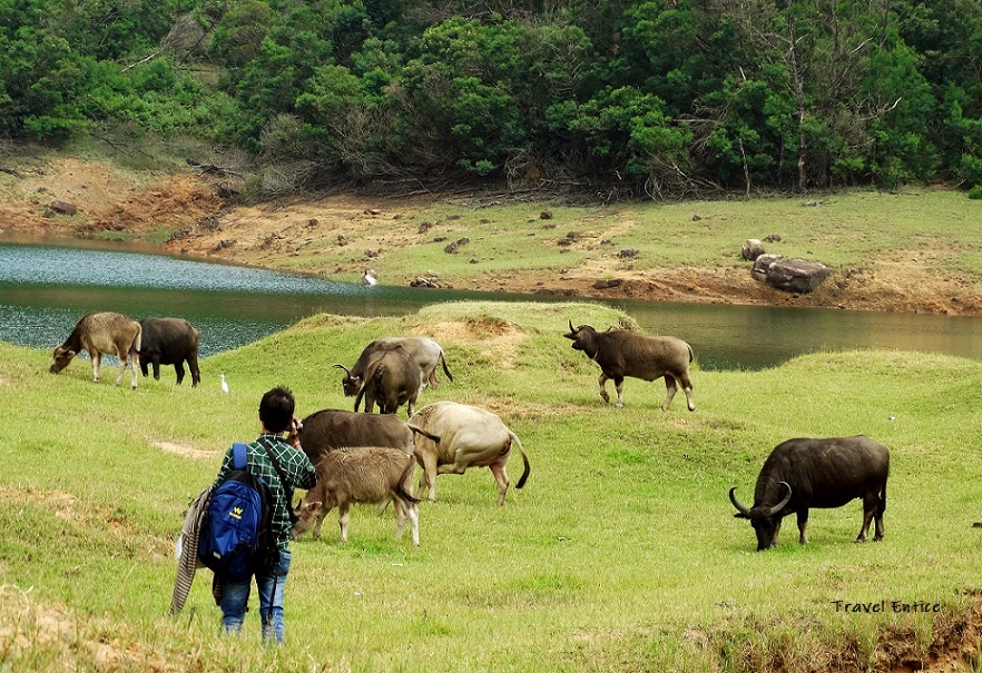 Nilgiri Cow at Avalanche Reserve Forest (During Upper Bhavani Trip)