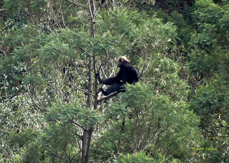 Nilgiri Monkey at Avalanche Reserve Forest (During Upper Bhavani Trip)