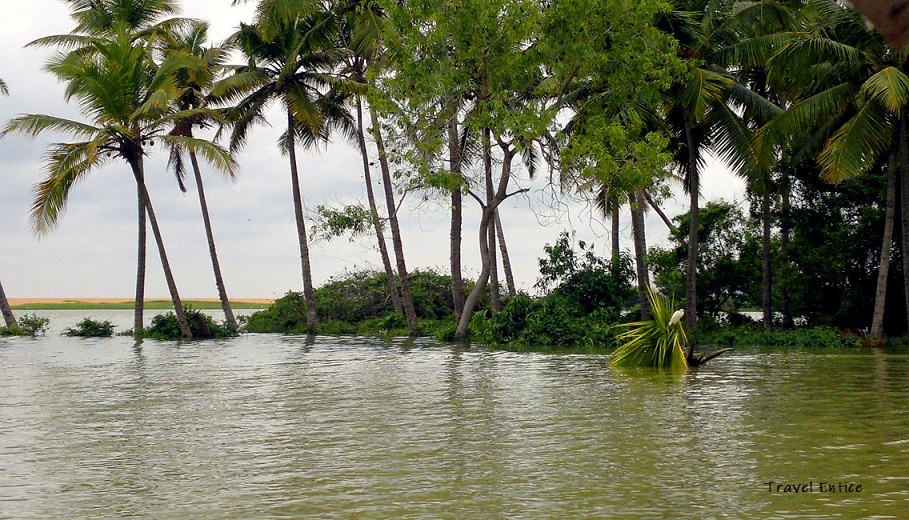 View of Poovar Island through the row of Palm tree