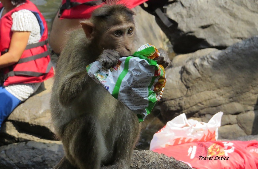 Monkey eats chips - at Dudhsagar Waterfalls in Goa