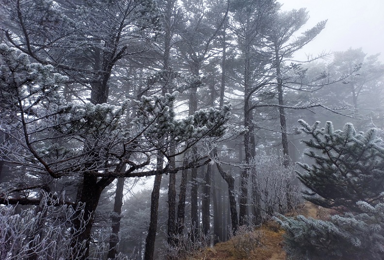 Snowy Morning during Sandakphu Trek