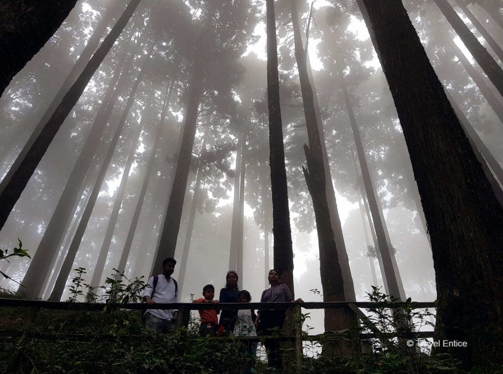 Into the mist at Lamahatta Eco Park