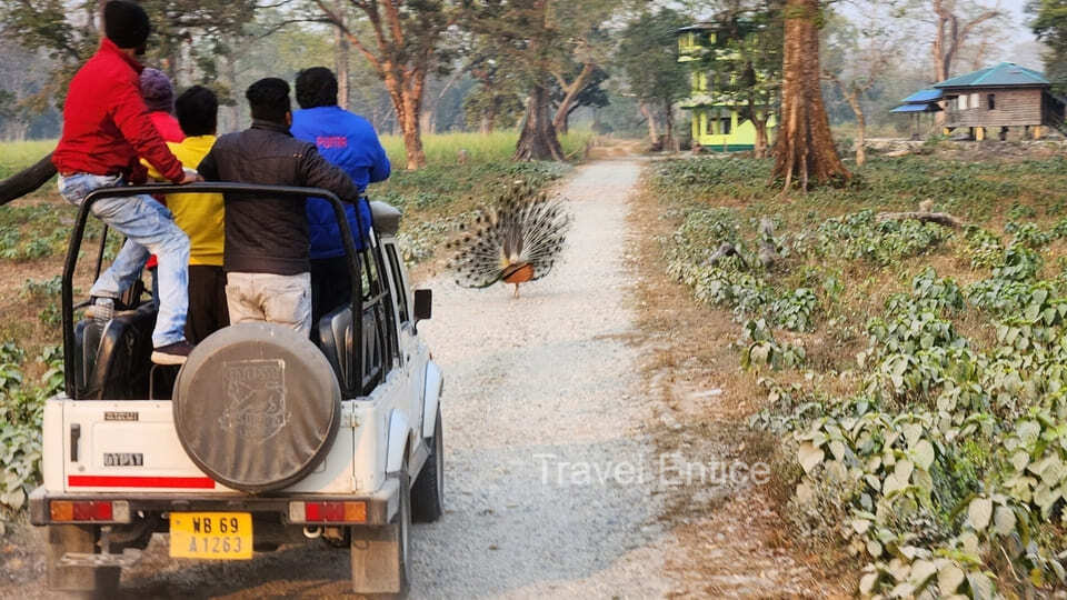 Jaldapara National Park Jungle Safari