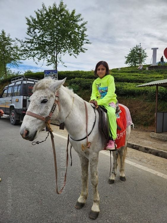 Horse ride at Temi Tea Garden