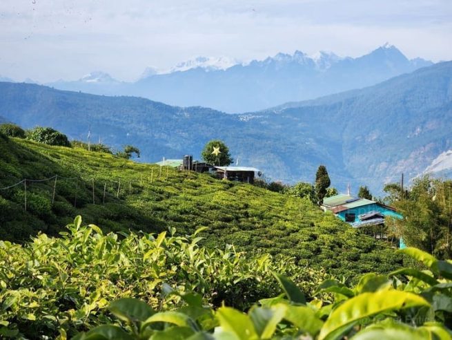 Temi Tea Garden: South Sikkim’s Iconic Tea Estate