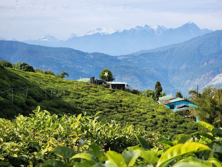 Mountain view from Temi Tea Garden