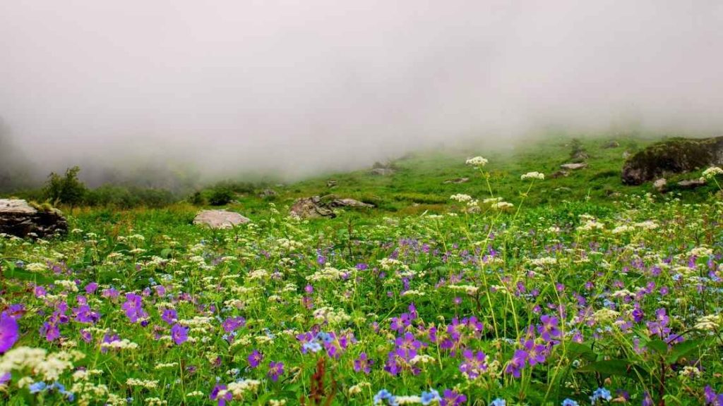 Valley of flower - one of the top place to visit in Monsoon in India