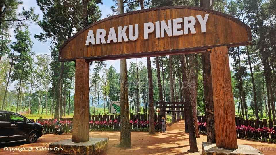 Araku Valley Trip Plan - No.10 Araku Pinery