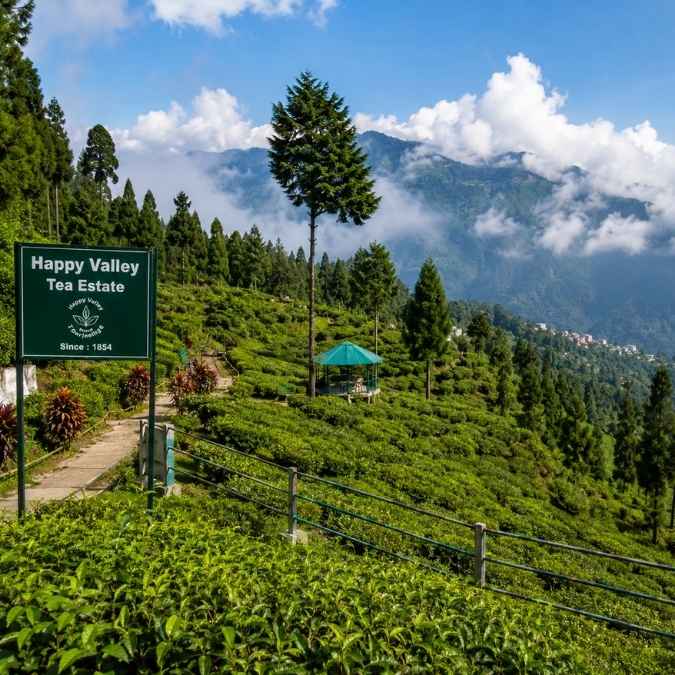 Darjeeling Sightseeing - Best places to visit in Darjeeling - Happy Valley Tea Garden