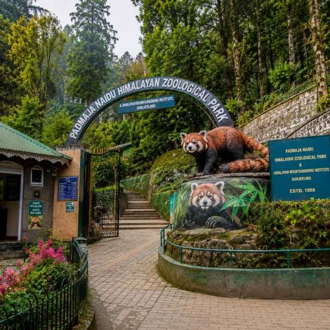 Darjeeling Sightseeing - Best places to visit in Darjeeling - Padmaja Naidu Himalayan Zoological Park (Darjeeling Zoo)