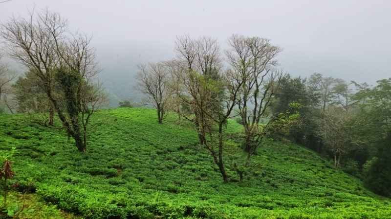 Rangaroon Tea Garden