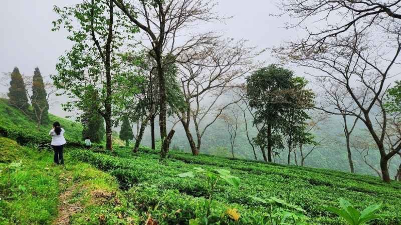 Rangaroon Tea estate