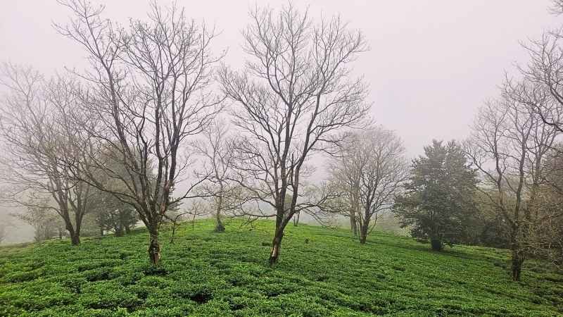 Rangaroon Tea garden view