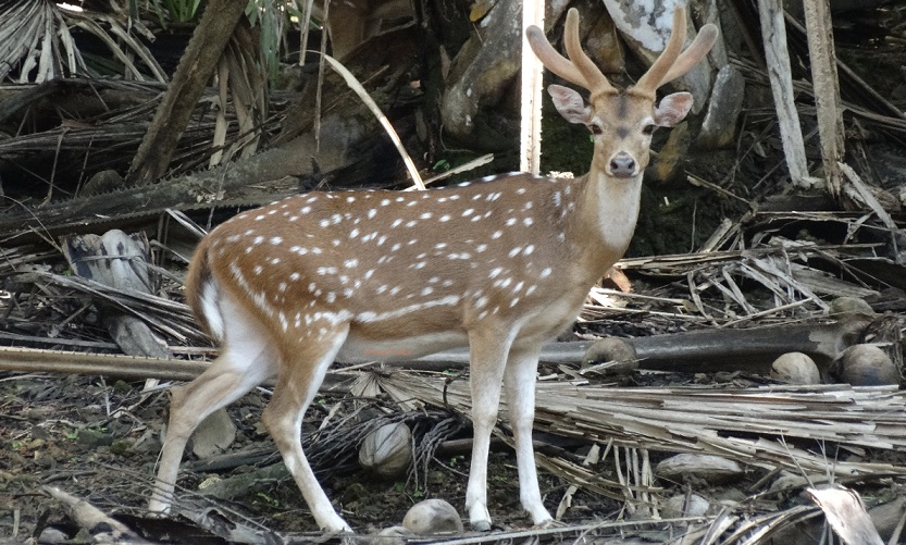 Deers-potrait-at-Netaji-Subhash-Chandra-Bose-Island