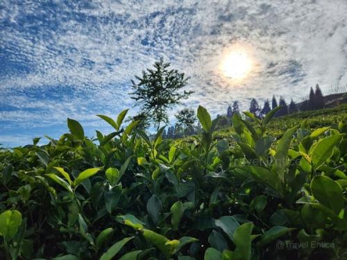 Temi Tea Garden