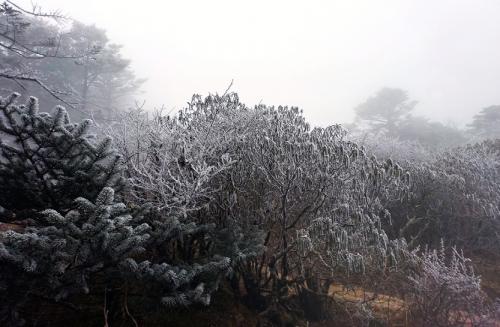 Snowy-Morning-at-Sandakphu.