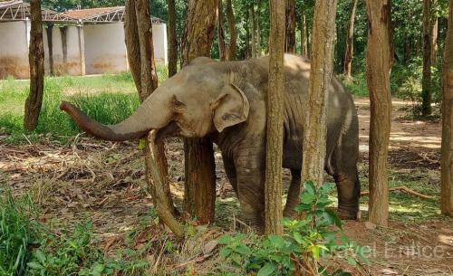 Baby-Elephant-at-Bhagwan-Birsa-Biological-Park