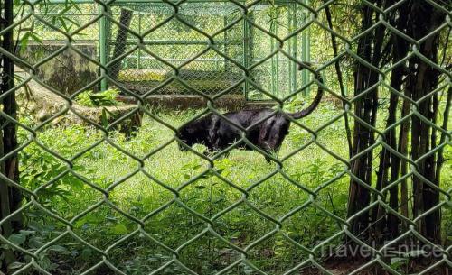 Black-Panther-at-Bhagwan-Birsa-Biological-Park