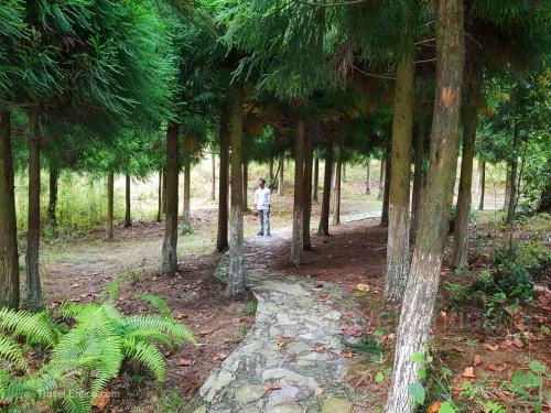 Chimney Park pine forest