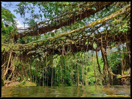 Double-Decker-Root-Bridge