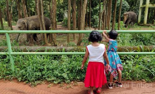 Elephant-at-Bhagwan-Birsa-Biological-Park