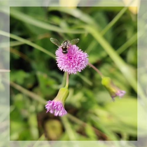 Flower-at-Mawphlang