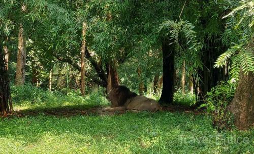 Lion-at-Bhagwan-Birsa-Biological-Park