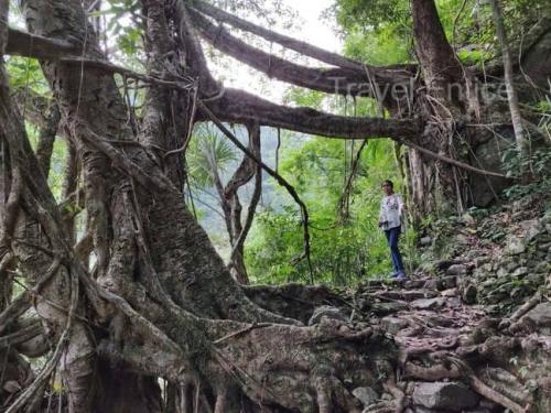 Living-Root-Bridge-near-Natural-Swimming-Pool