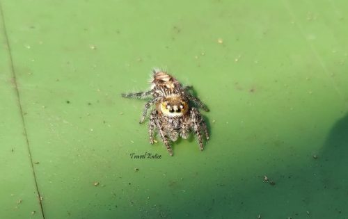 New-species-spider-at-Keri-beach-in-goa