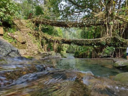 Photo-of-Double-Decker-Living-Root-Bridge