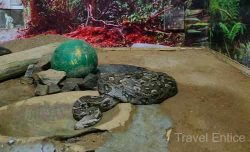 Python-at-Bhagwan-Birsa-Biological-Park