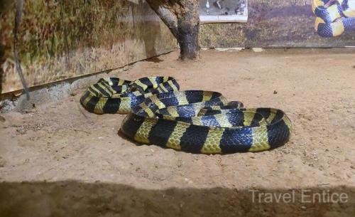 Snake-at-Bhagwan-Birsa-Biological-Park