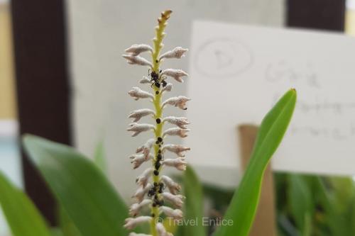 Cryptochilus strictus or Eria stricta at Takdah Orchid Centre