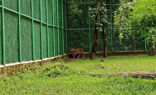 Tiger-at-Bhagwan-Birsa-Biological-Park