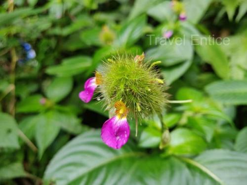 amazing-flowers-in-tyrna-on-the-way-to-Double-Decker-Living-Root-Bridge