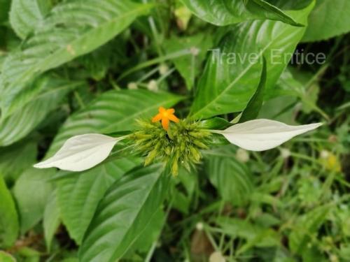 beautiful-flower-on-the-way-to-Double-Decker-Living-Root-Bridge