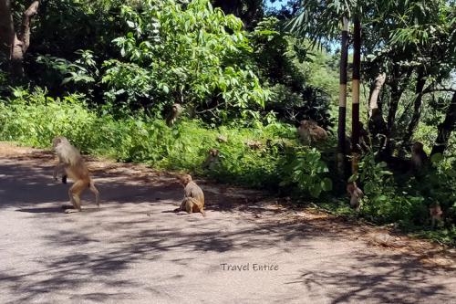 langur-at-Netarhat-forest