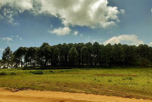 pine-forest-netarhat