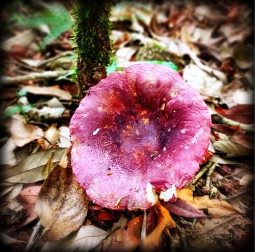 plants-inside-Mawphlang-sacred-forest