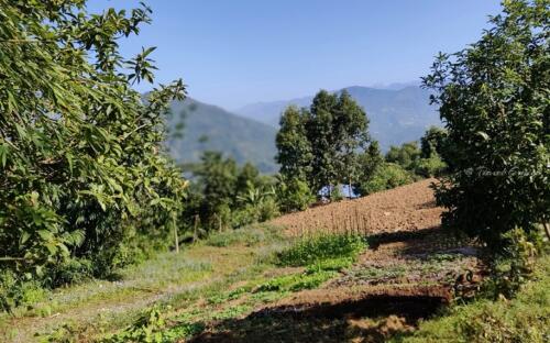 step-farming-at-Simanadara